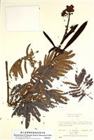 藏品(豆科)的圖片